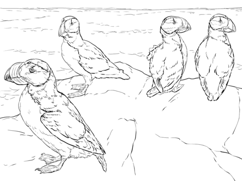 Horned Puffins Coloring Page